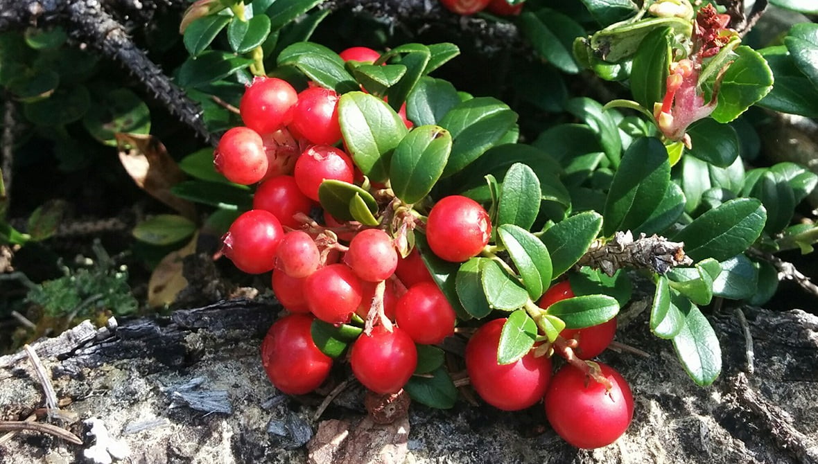 Learn about the origin of wild lingonberries, how they look, taste, and what their nutritional value and health benefits are.