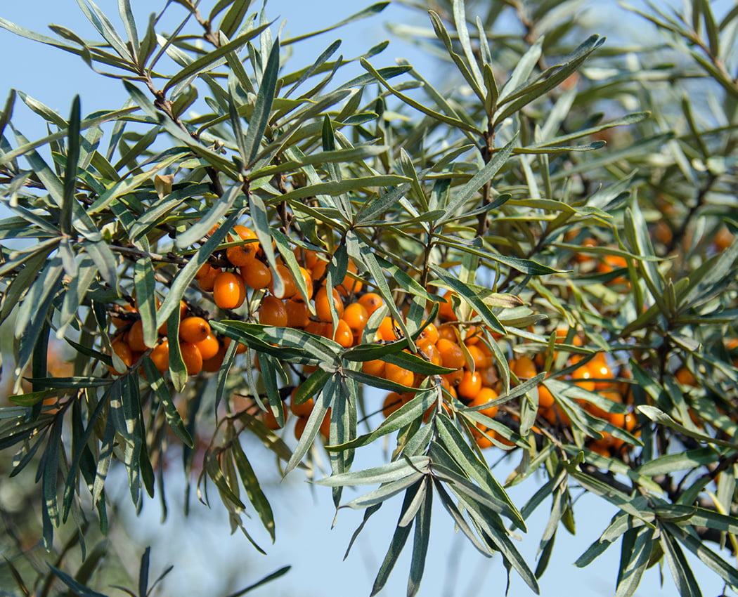 Sea Buckthorn Berry – 10 Things That Everyone Should Know