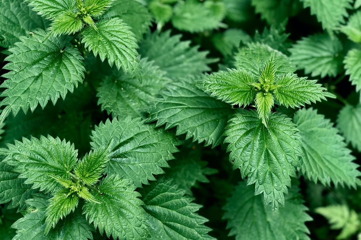 Nettle: What It Is, Origin, Health Benefits, Ways of Use – 11 Facts You Need to Know