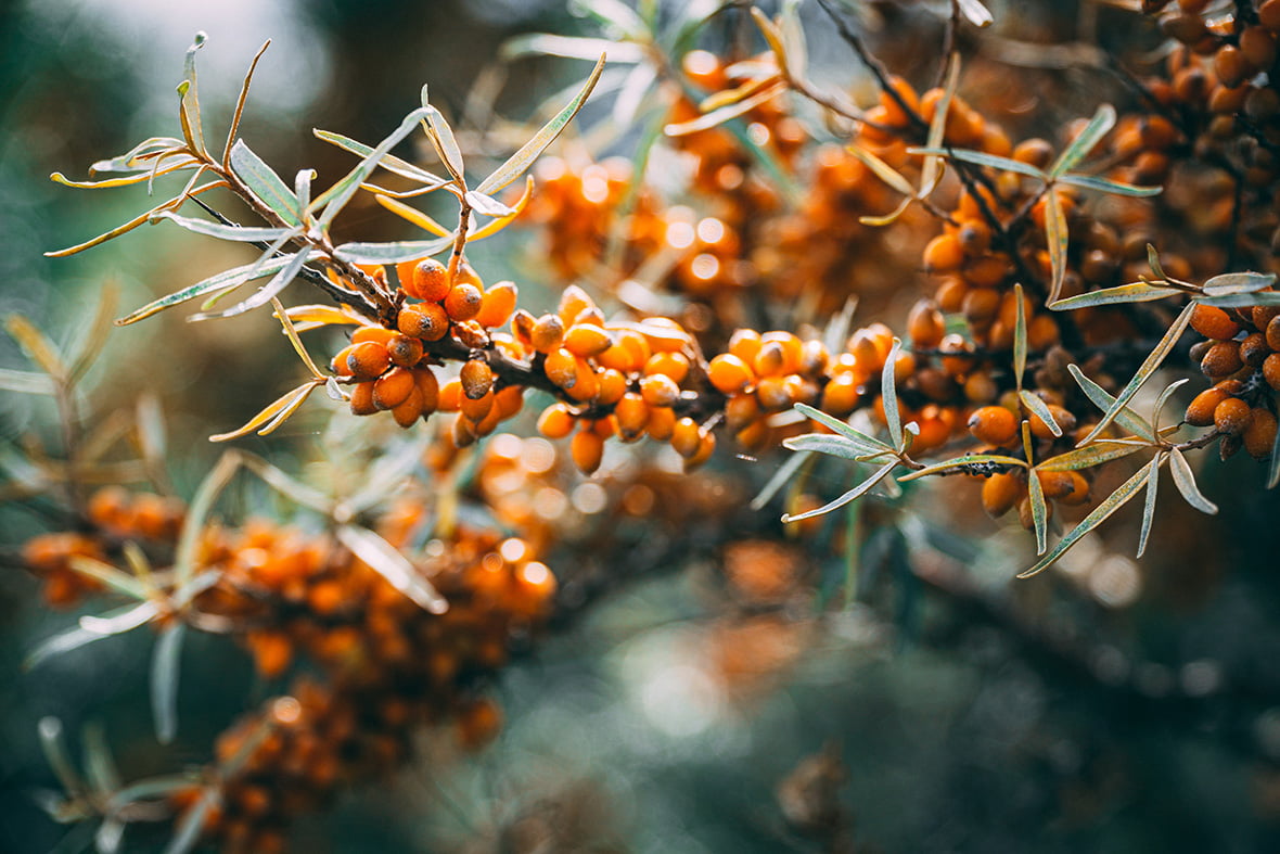 Sea Buckthorn Products – Pros & Cons – Which One to Buy