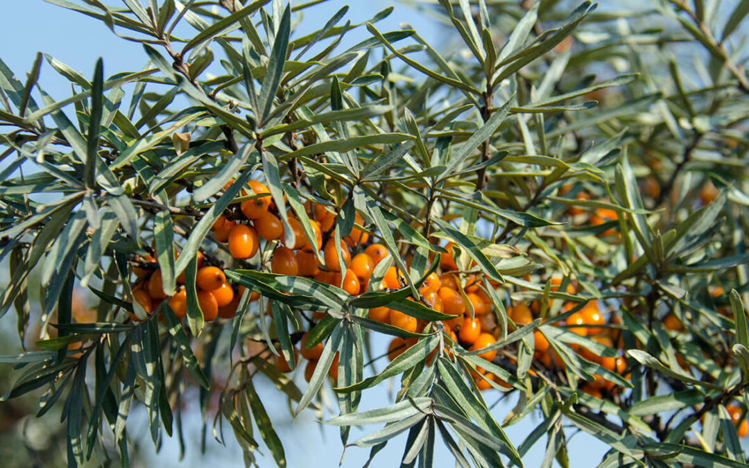 How to choose the best sea buckthorn powder in the market- top 10 tips