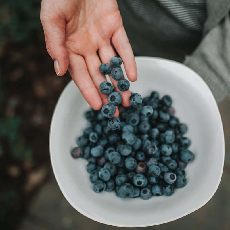 wild blueberry powder (bilberry powder), freeze-dried. High in antioxidants & vitamins. Top quality wild blueberries from Finland. Buy online.