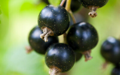 Buy Blackcurrants – Top 3 Places Where to Find Blackcurrants Near Me