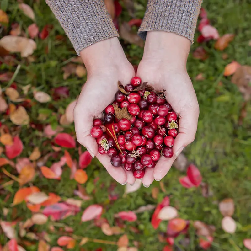 Cranberry em pó da Arctic Flavors. Uma colher de chá deste pó de cranberry selvagem equivale a um punhado de cranberries silvestres frescos. Este pó de cranberry selvagem é feito de cranberries inteiros 100% e não contém conservantes ou açúcares adicionados. Os pós de ervas e frutas silvestres da Arctic Flavors são adequados para dietas veganas, sem glúten, não transgênicas, paleo e cruas.