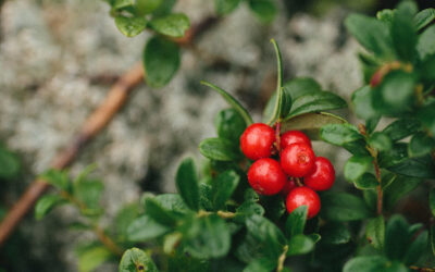 Arándanos rojos: todo lo que necesitas saber sobre esta joya de la naturaleza
