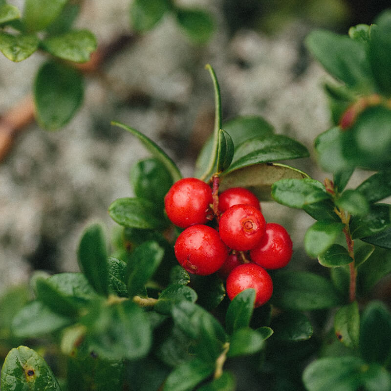 Σκόνη Lingonberry, κορυφαίας ποιότητας & άγριας σκόνης lingonberry. Γεμάτη με αντιοξειδωτικά, χαμηλή σε ζάχαρη και θερμίδες. 100% φυσικό προϊόν - τίποτα άλλο δεν προστέθηκε.