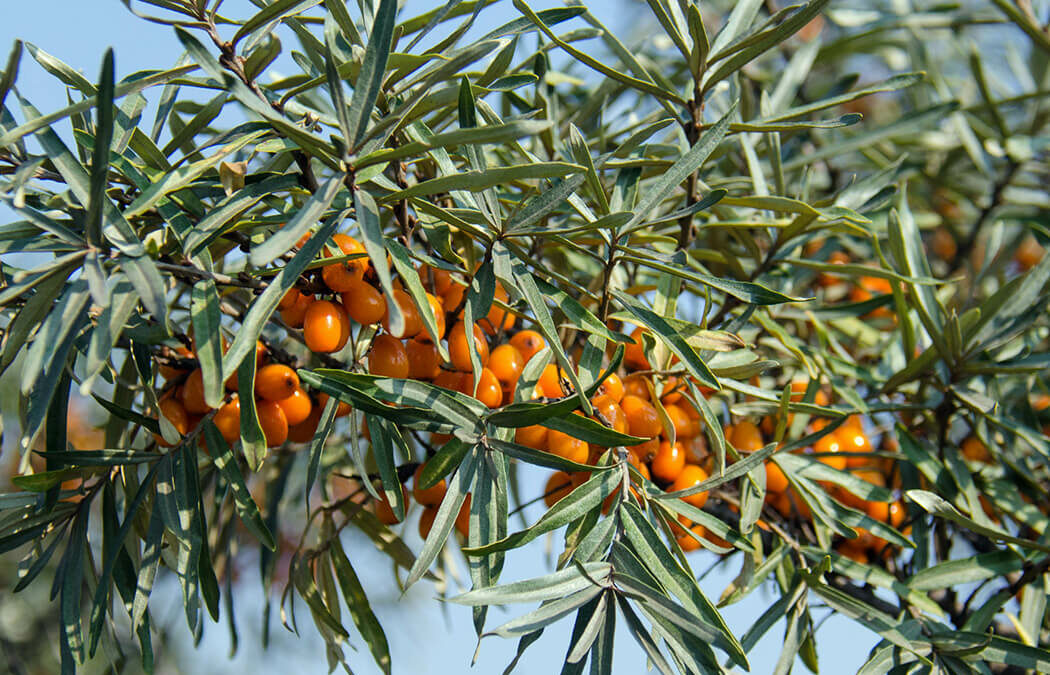 Find out what sea buckthorn is, how it looks, and why is considered a true superfood of nature.
