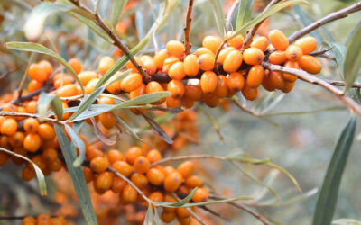 Sea Buckthorn Oil Benefits – 5 Health Benefits You Should Know About