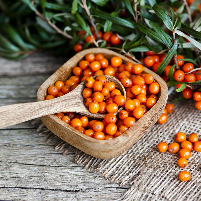 Rich in vitamine C Seabuck thorn berries Hippophae Rhamnoides on