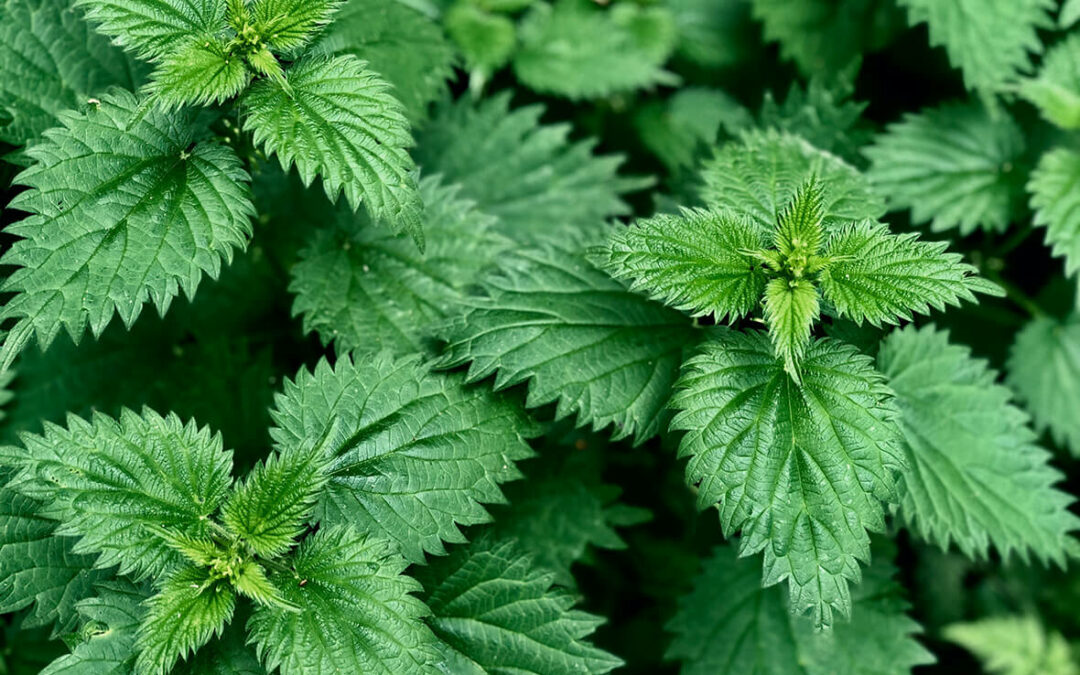 Arctic Flavors wild nettle powder is packed with natural iron, kalsium and many vitamins.
