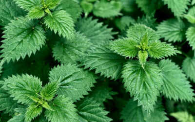 Nettle: What It Is, Origin, Health Benefits, Ways of Use – 11 Facts You Need to Know