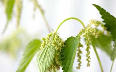 Where to Buy Nettle – Top 4 Places to Buy Nettle Near You
