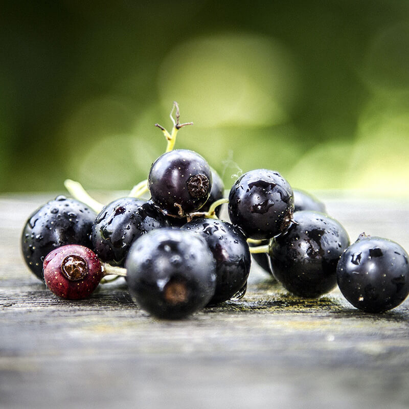 blackcurrant berries, also called black currant berries used for Arctic Flavors blackcurrant powder